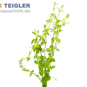 Großblütiges Büchsenkraut, Lindernia grandiflora, im Topf Super-Preis